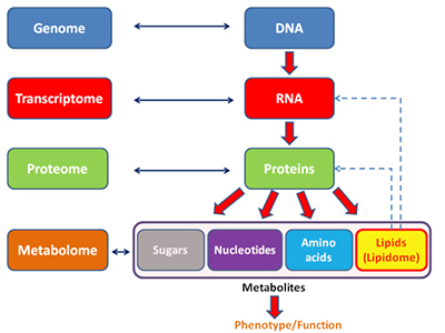 Metabolomics_schema400x300_0